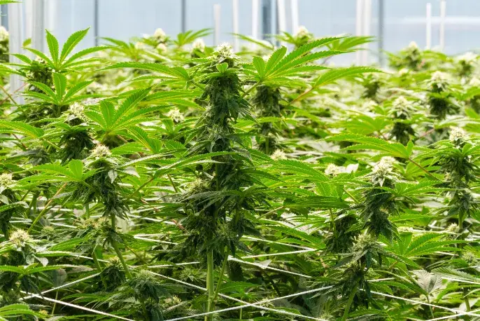 Flowering cannabis canopy in a greenhouse