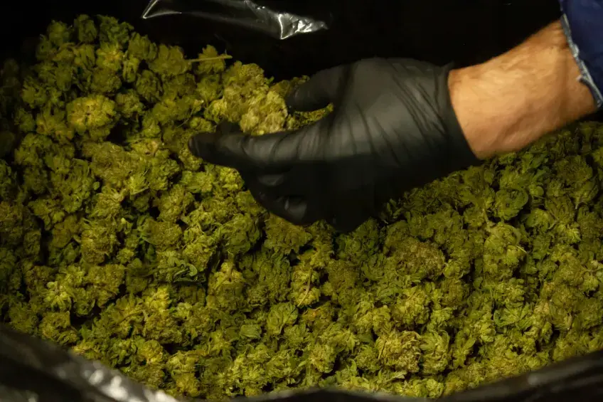 A gloved hand holding trimmed cannabis flower