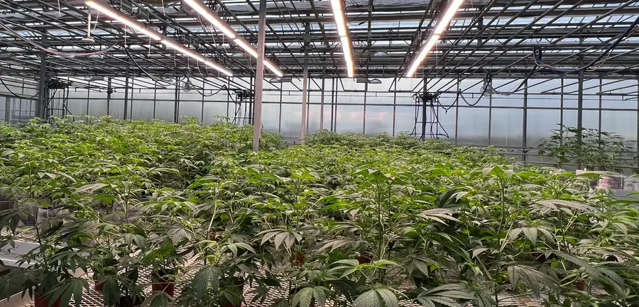 Rows of young cannabis plants under the glass roof of a greenhouse in Central New York