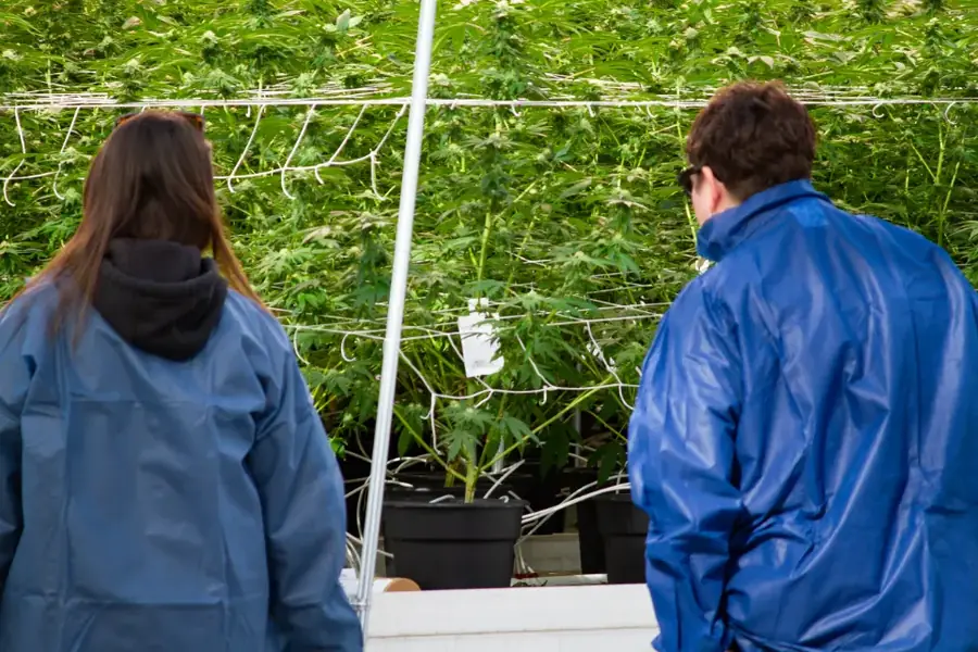 Two growers in lab coats inspecting plants in a greenhouse